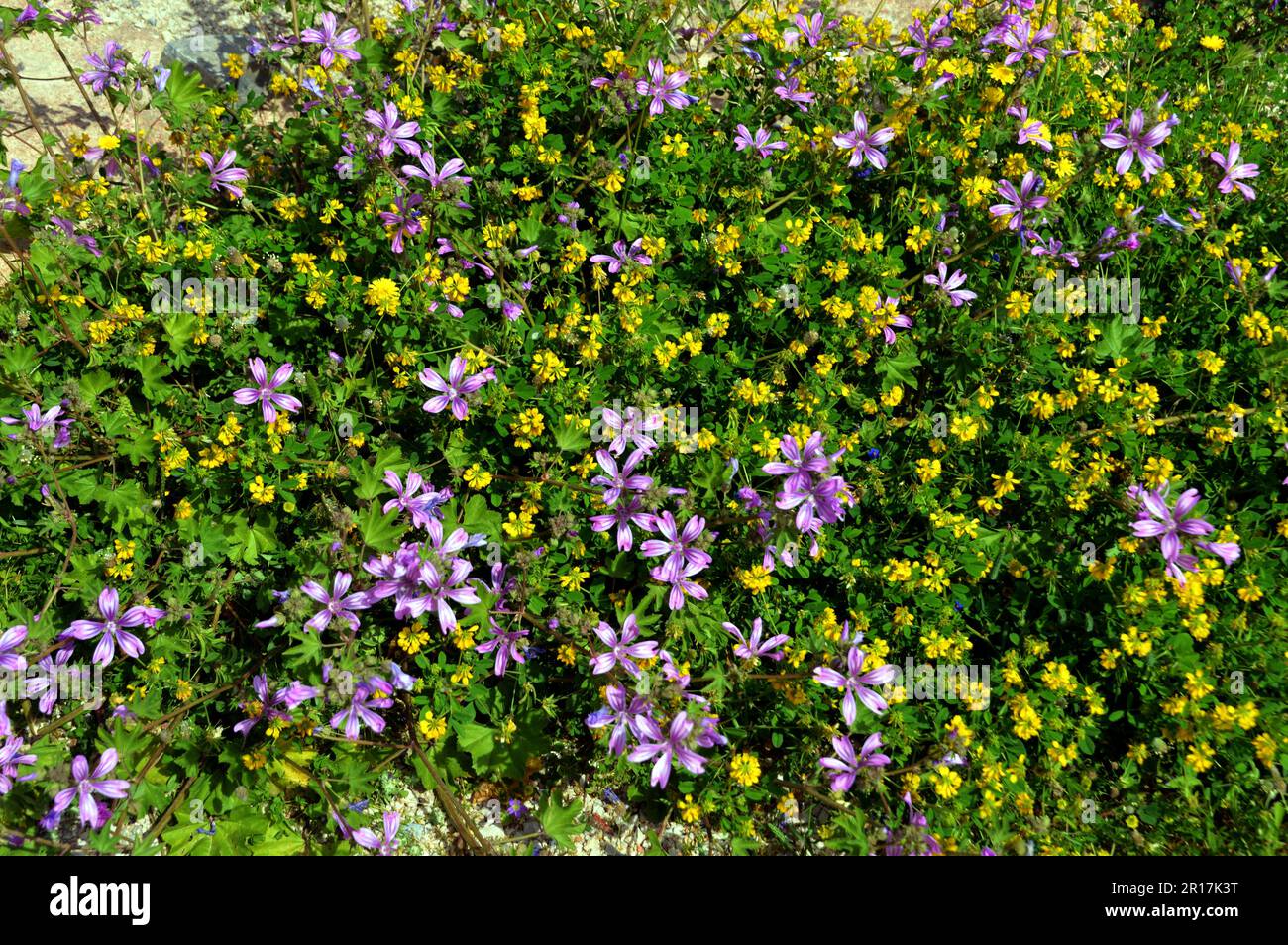 Greece, Island of Rhodes, Lindos common mallow (Malva sylvestris) mixed with large bird's foot