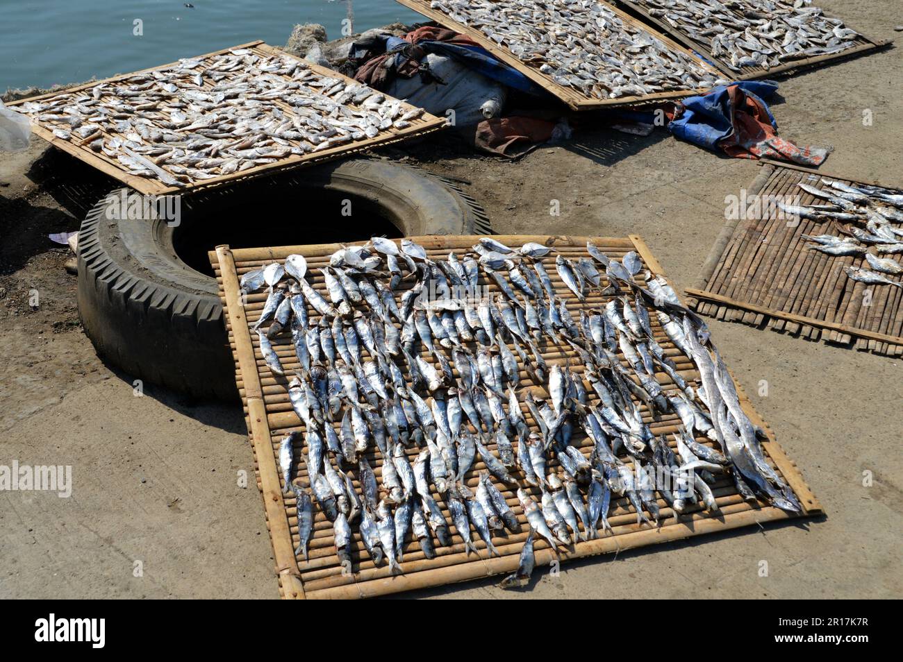 The Philippines, Samar Island, Calbayog the catch of small fish is