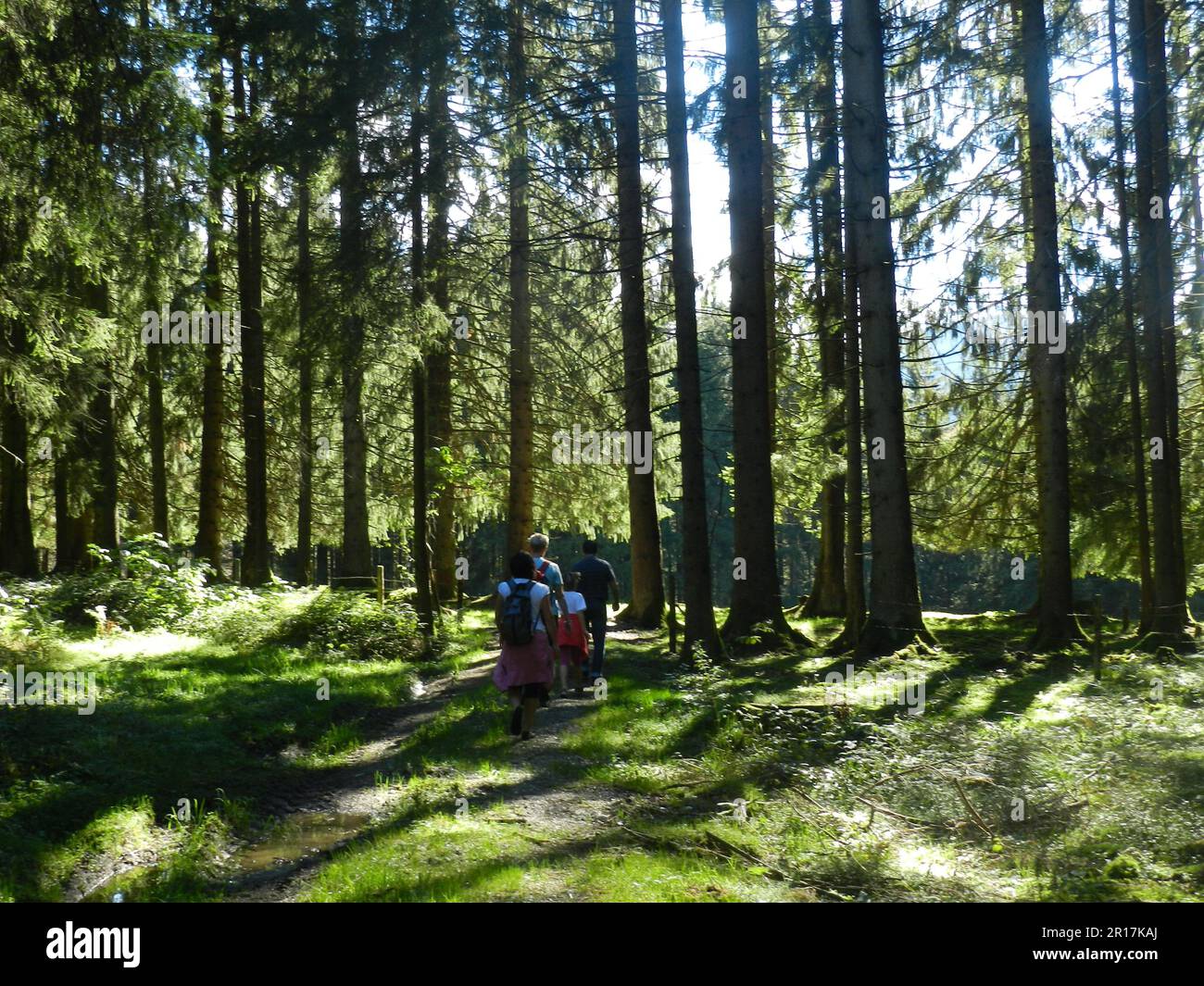 Germany, Upper Bavaria:  hiking in the woods near Kreuth. Stock Photo