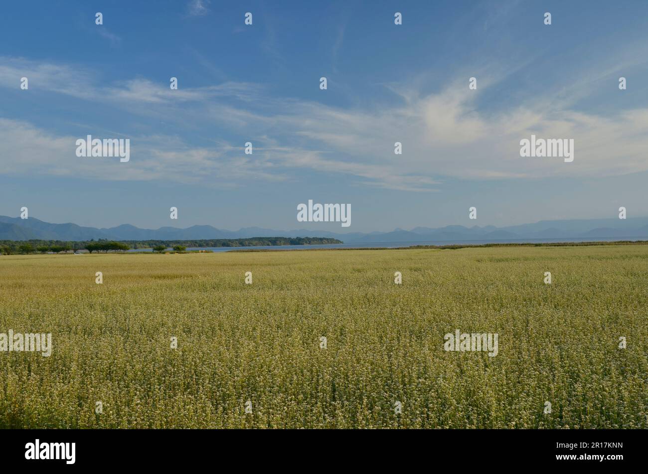 Buckwheat field and Lake Inawashiro Stock Photo