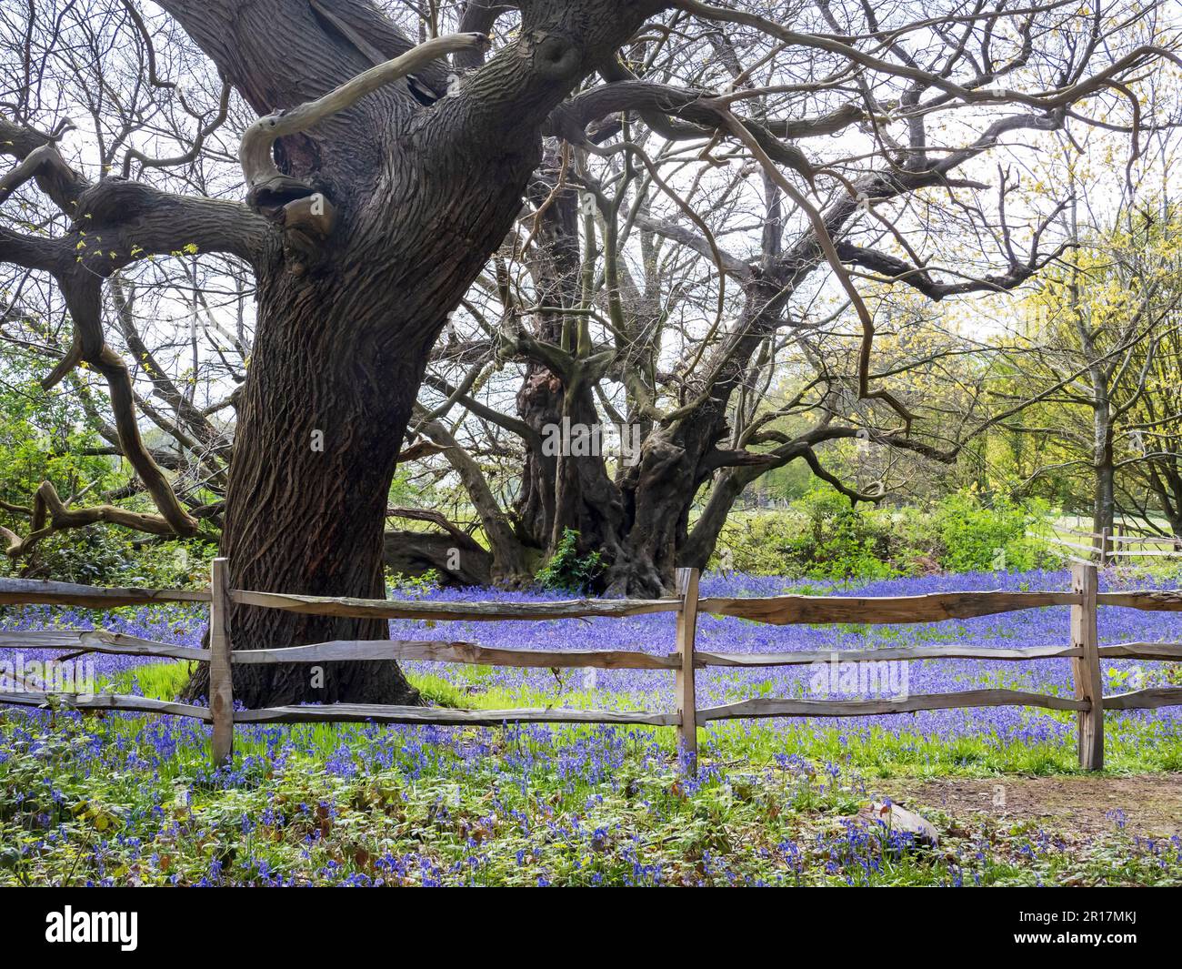 Bluebells and an ancient Small Leaved Lime, Tilia cordata in the grounds of Blickling Hall near Aylesham, norfolk, UK. Stock Photo