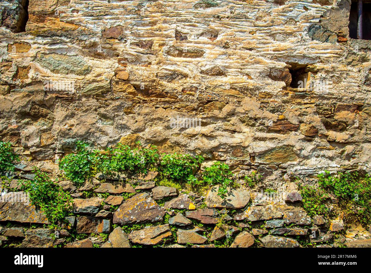 Planting plants in retaining walls. Gardening in a dry stone wall. The