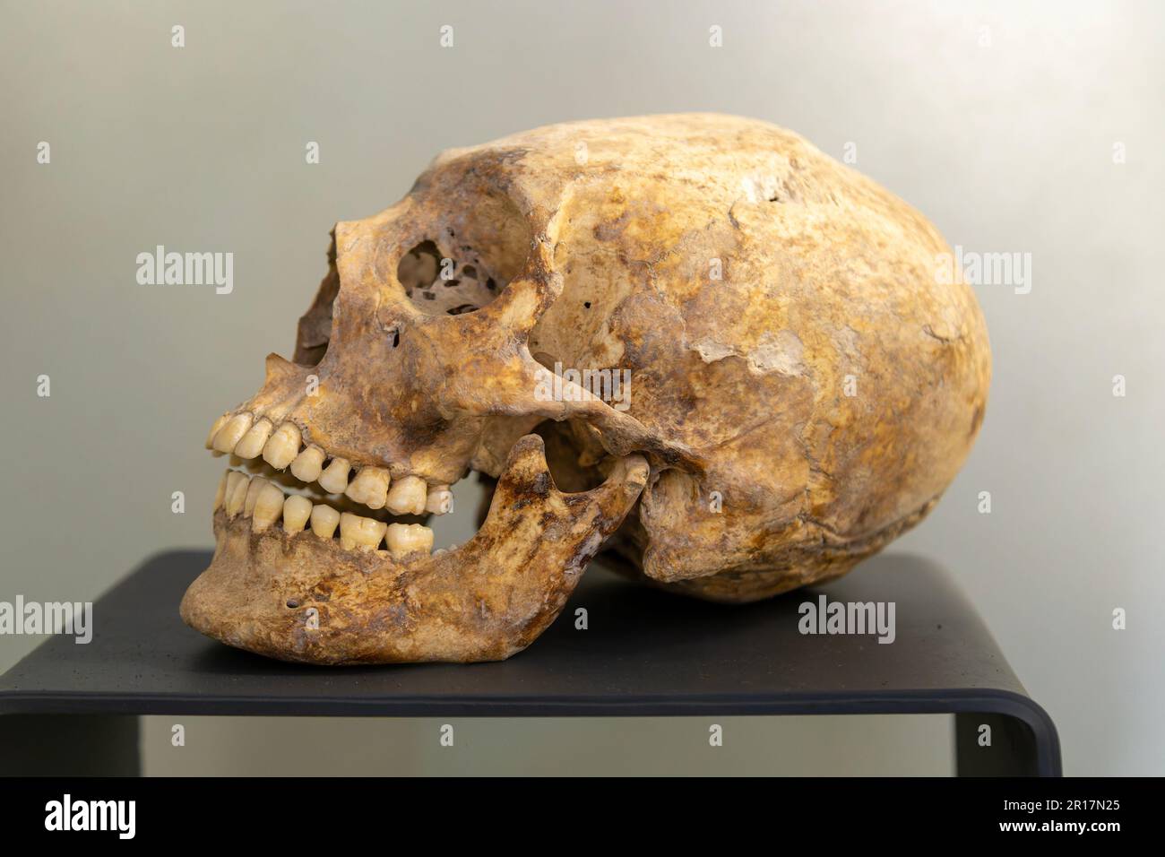 Human female elongated skull, Jaina, Late Classic period, Mayan  archaeological museum, Fort San Jose, Campeche, Mexico Stock Photo - Alamy, image size:1300x956