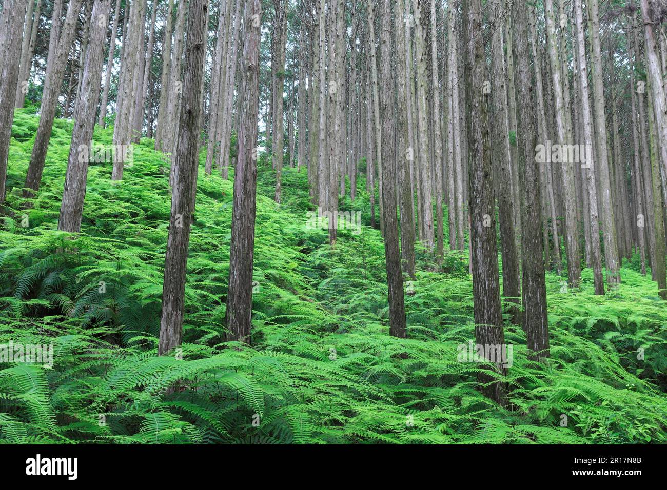 Fresh green forest of Hinoki cypress at Kumano Kodo Iseji Stock Photo