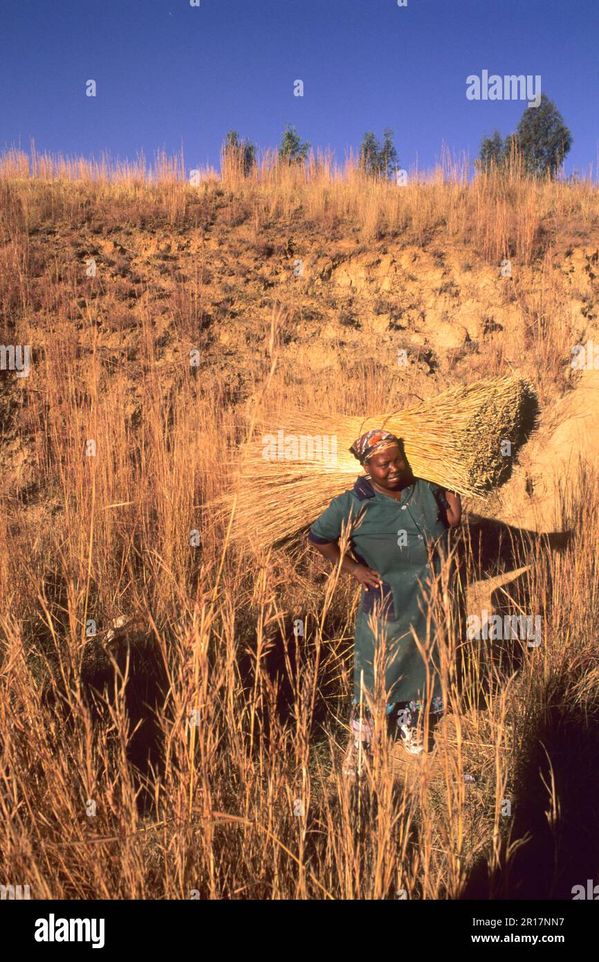 Colorful Native Zulu Woman Working in a Wheat Filed near Grahamstown in South Africa Stock Photo