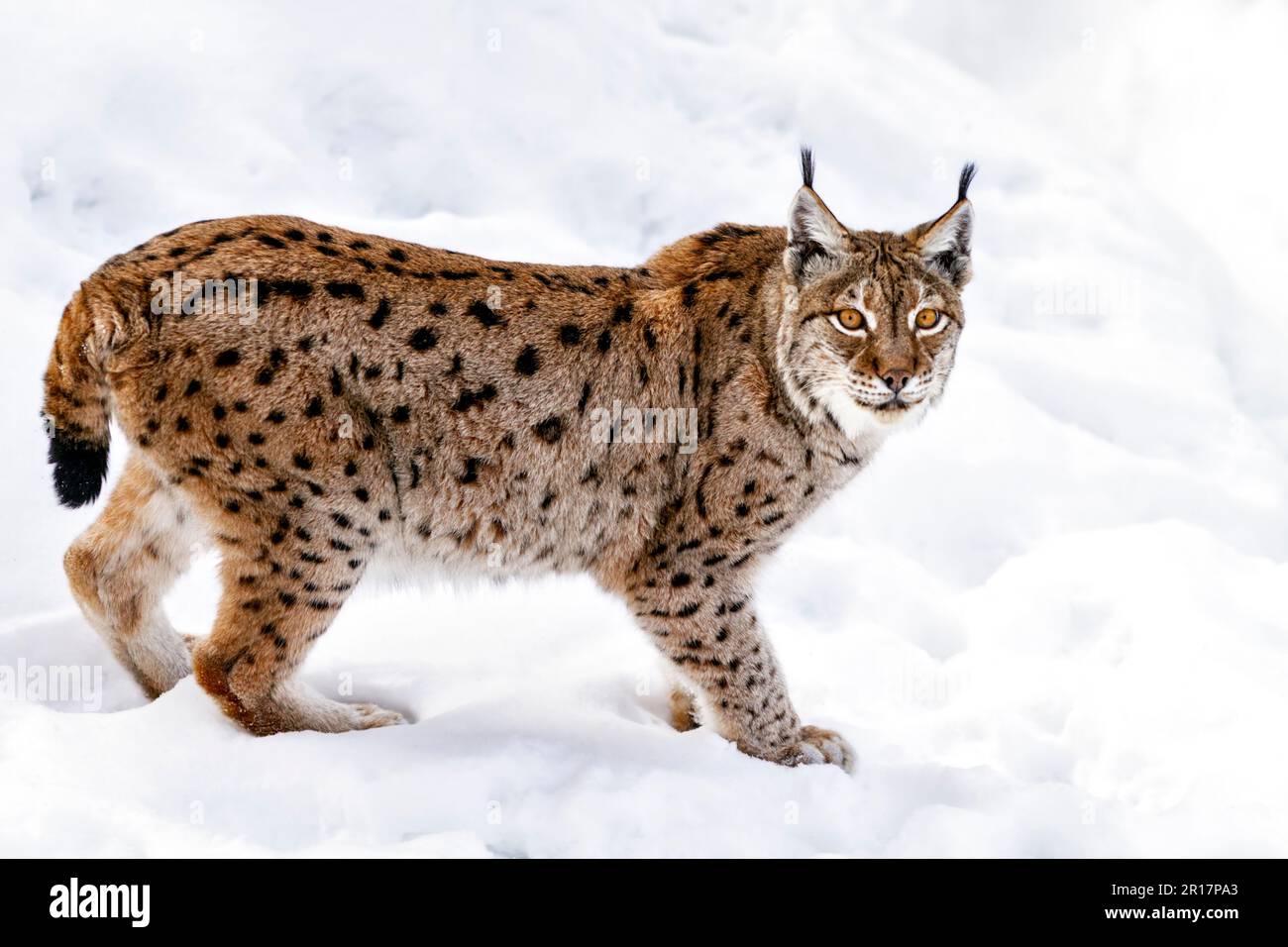 Eurasian lynx (c) in snow, Bavarian Forest National Park Stock Photo