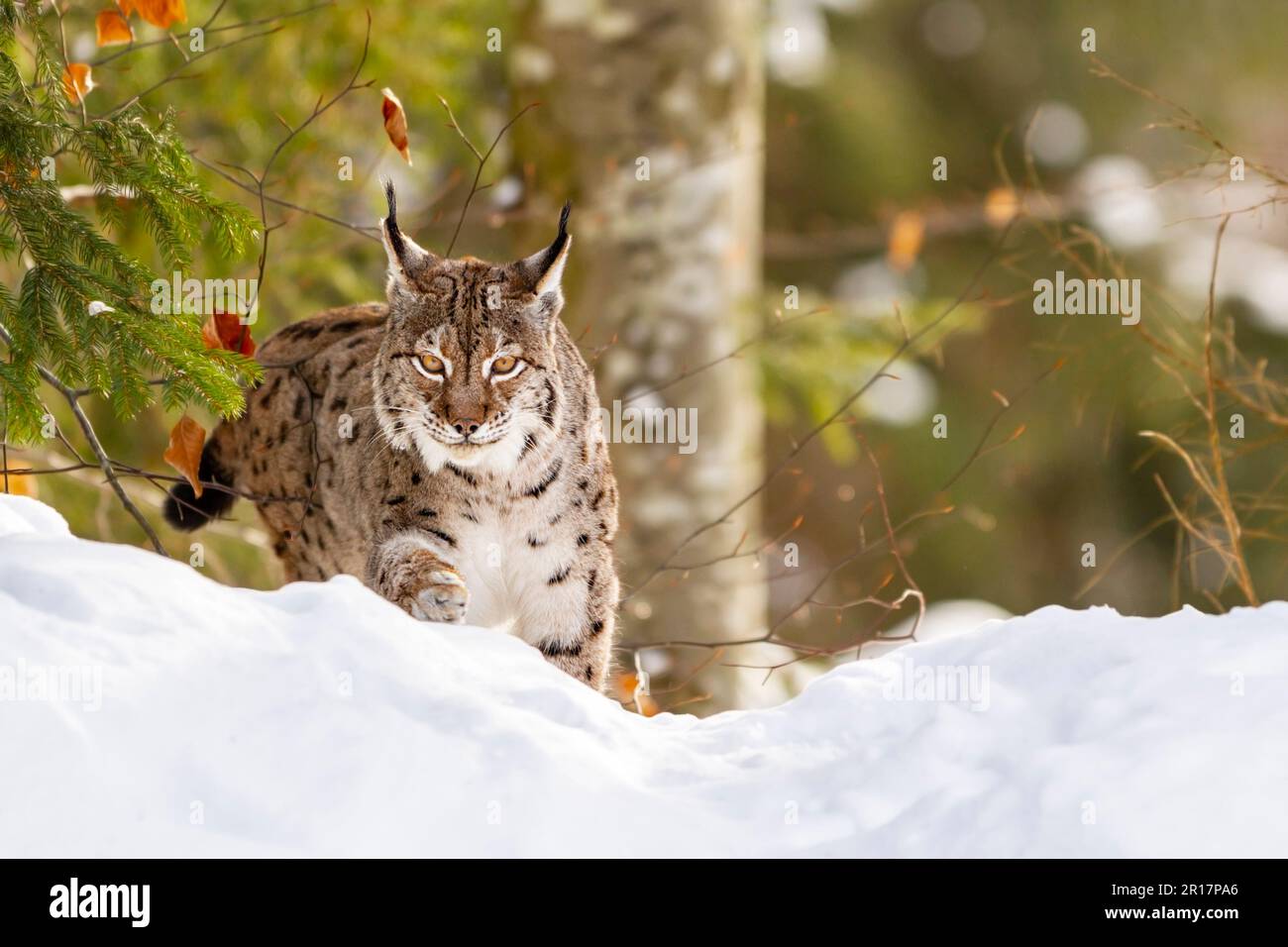 Eurasian lynx (c) in snow, Bavarian Forest National Park Stock Photo