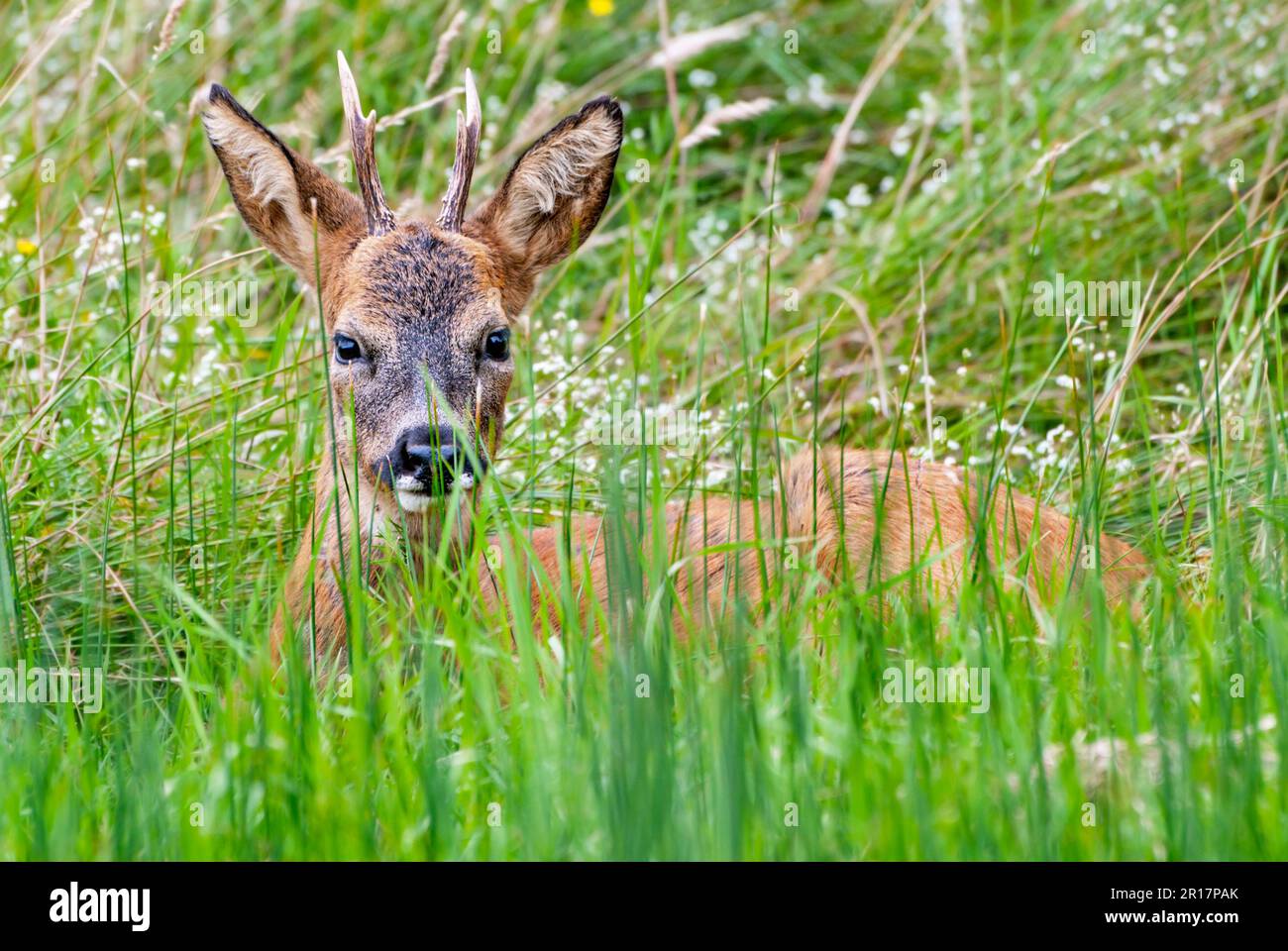 Roe Deer ruminating in a meadow at dusk, England Stock Photo