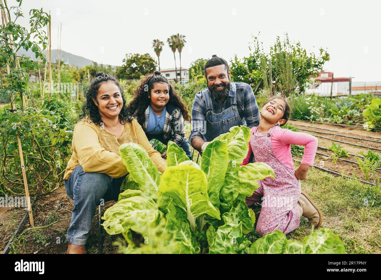 Indian family picking up organic vegetables from house garden outdoor ...