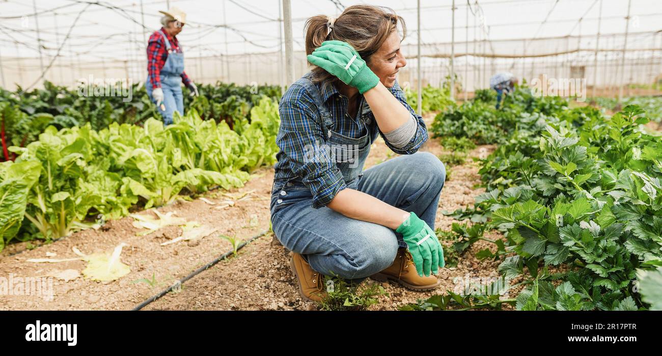 Hispanic woman collecting vegetables inside organic greenhouse - Local food product and sustainable work concept - Main focus on female worker face Stock Photo