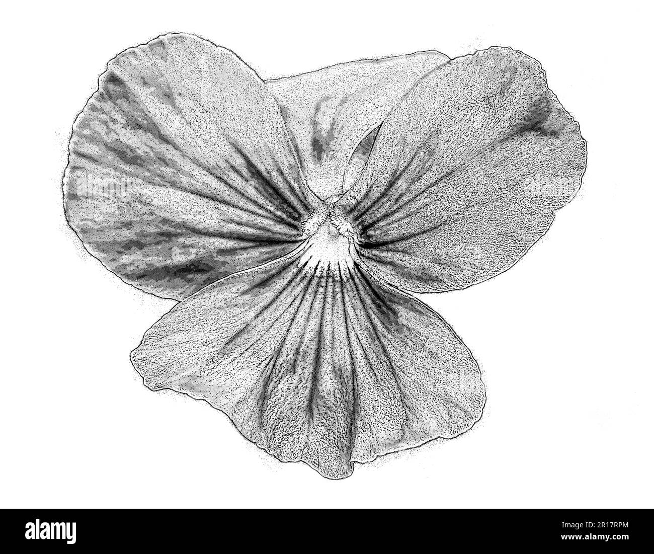 black and white large petals flower illustration on white background