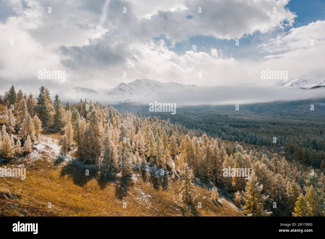 Russia forest hi-res stock photography and images - Alamy