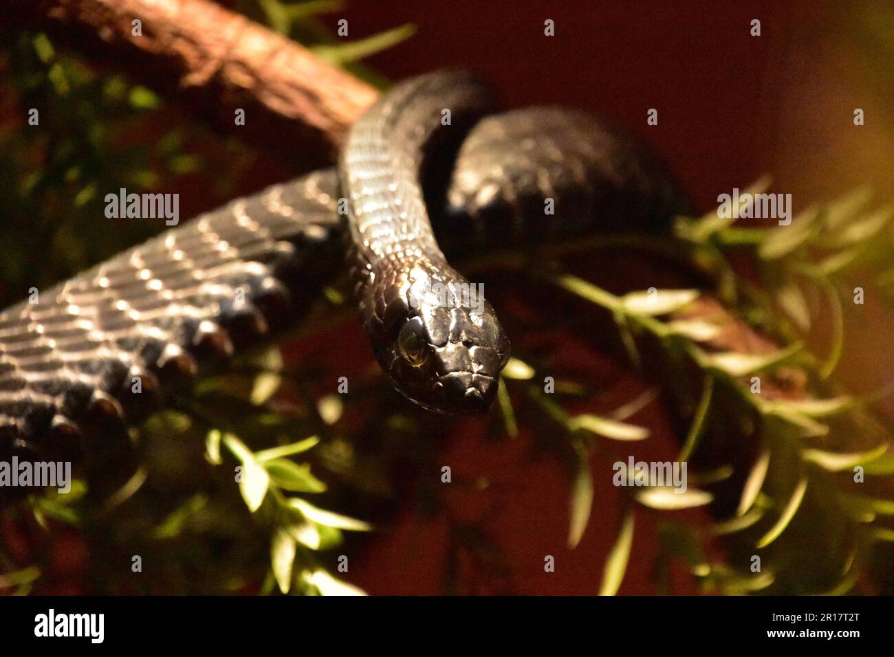 Scaley black boomslang snake wrapped around a tree in nature. Stock Photo