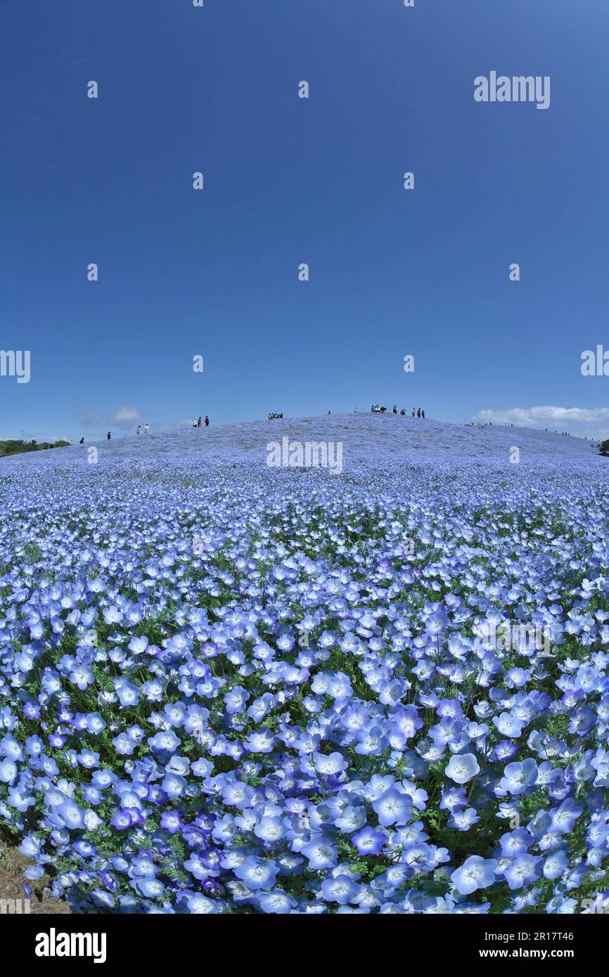 Flower garden of Nemophila Stock Photo - Alamy