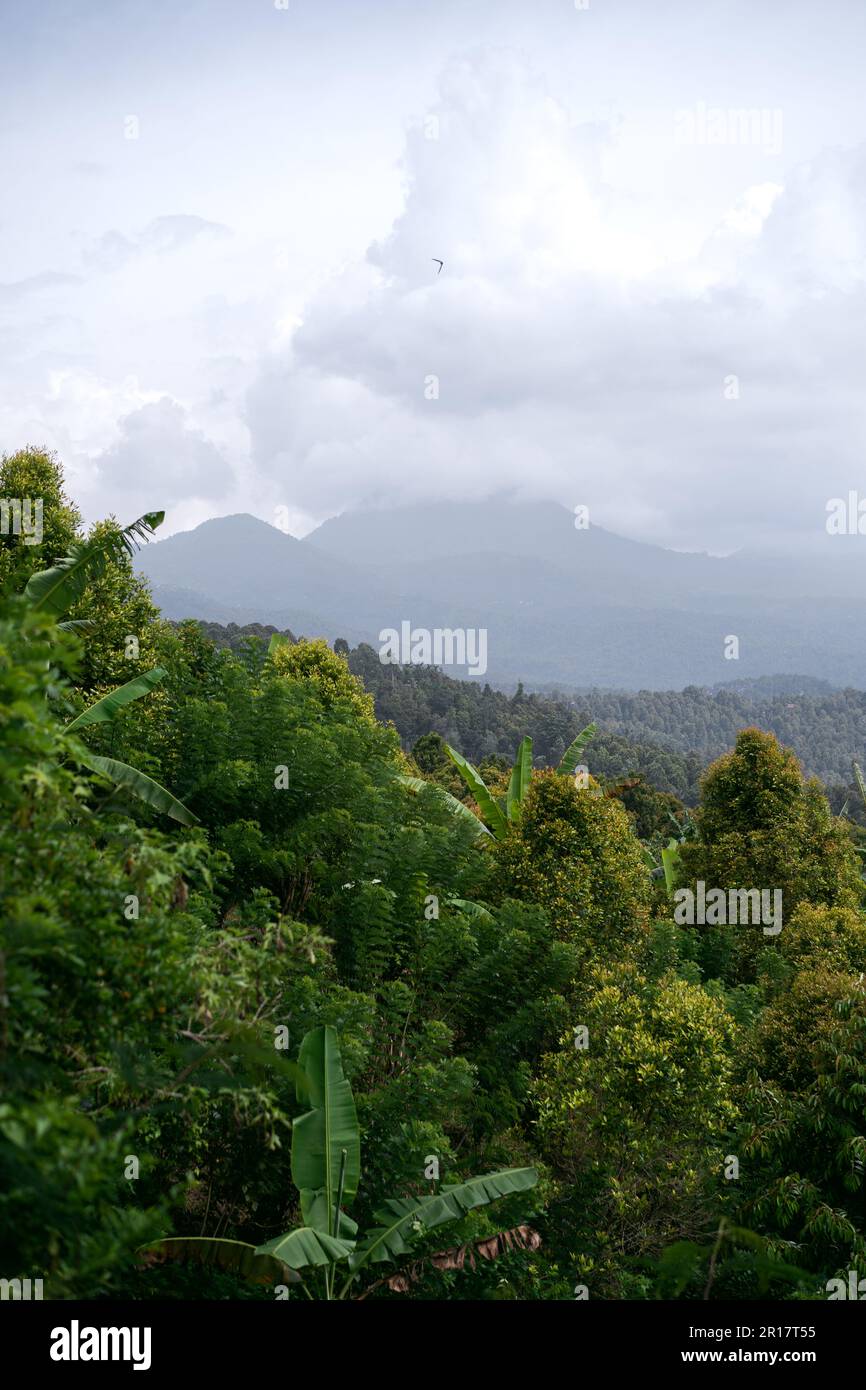 Landscape North Bali, endless jungle. Stock Photo