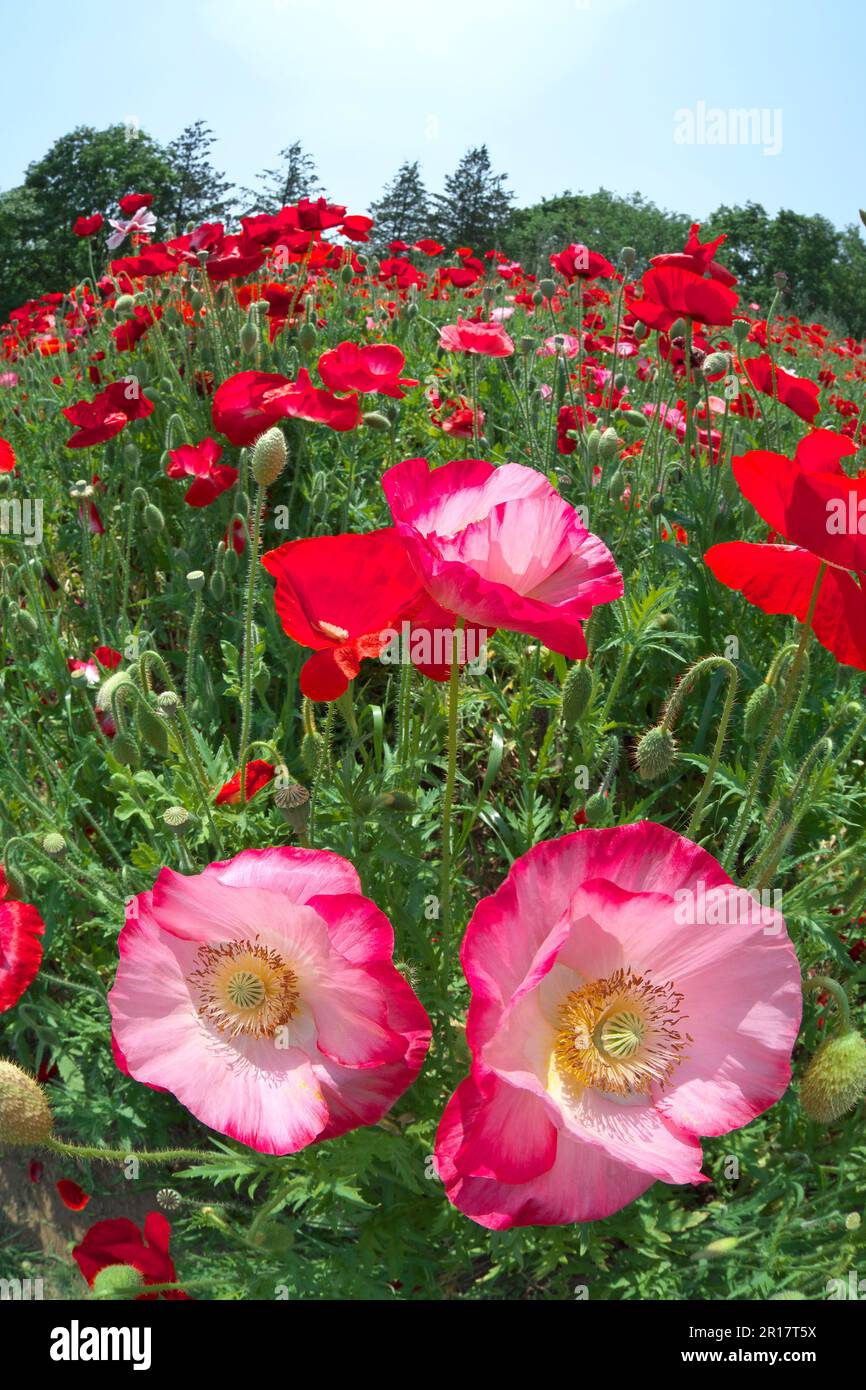 Poppy flower japan tokyo hi-res stock photography and images - Alamy