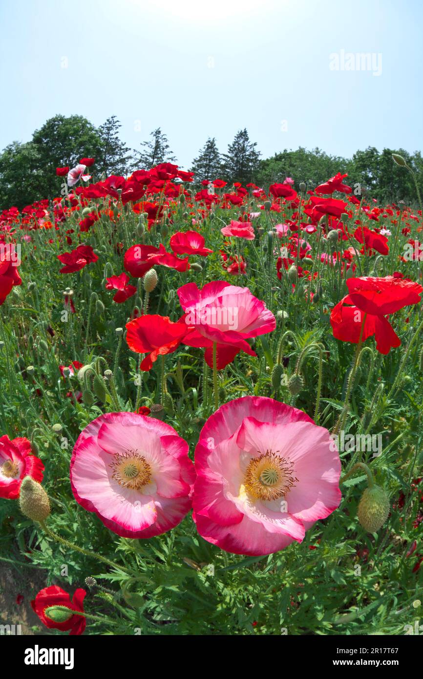 Poppy flower japan tokyo hi-res stock photography and images - Alamy
