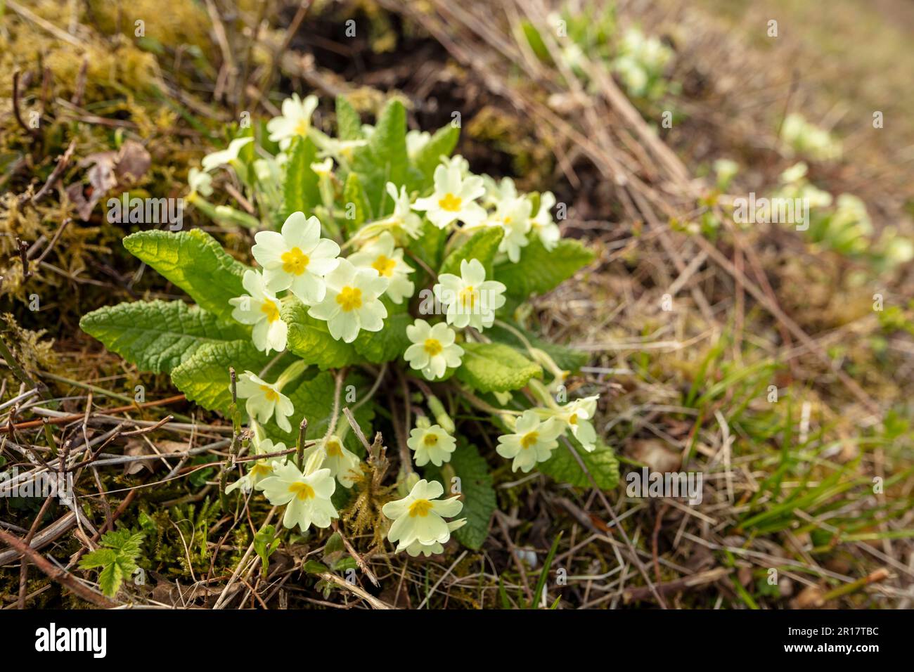 Natural close up flowering plant portrait of Primrose, Primula vulgaris on chalk downland in sprin Stock Photo