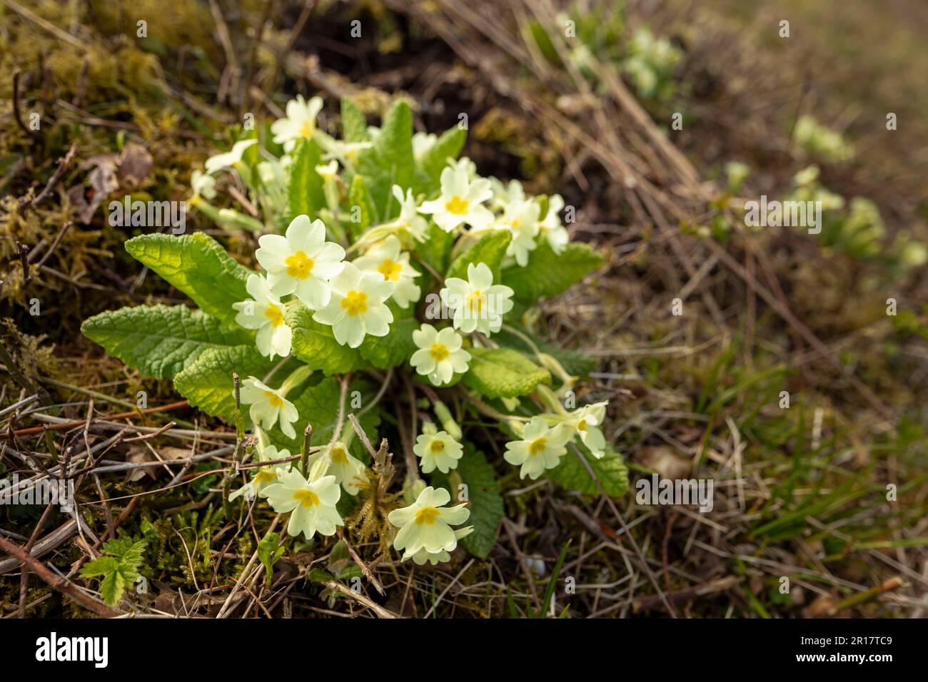 Natural close up flowering plant portrait of Primrose, Primula vulgaris on chalk downland in sprin Stock Photo