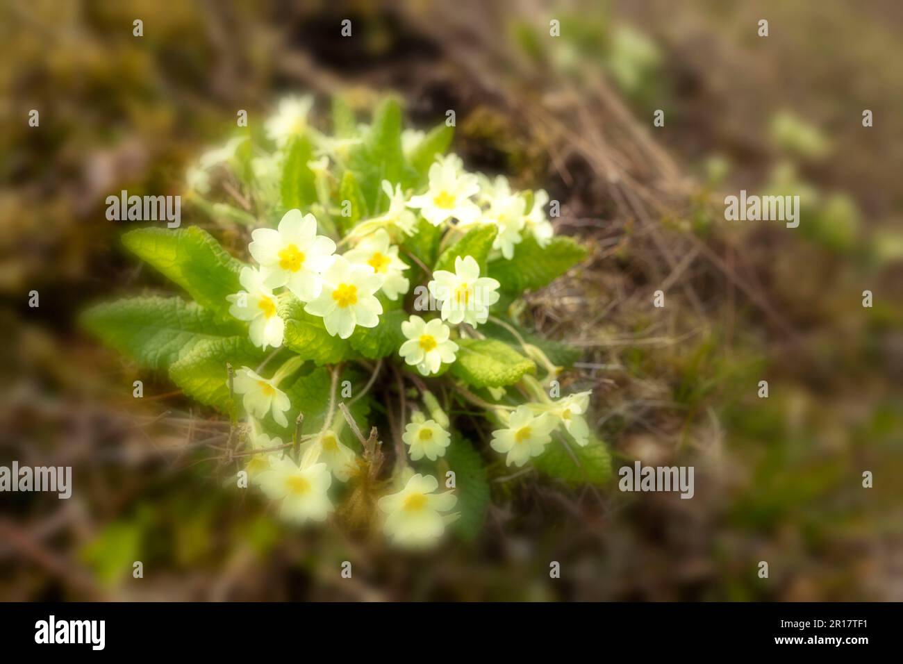 Natural close up flowering plant portrait of Primrose, Primula vulgaris on chalk downland in sprin Stock Photo