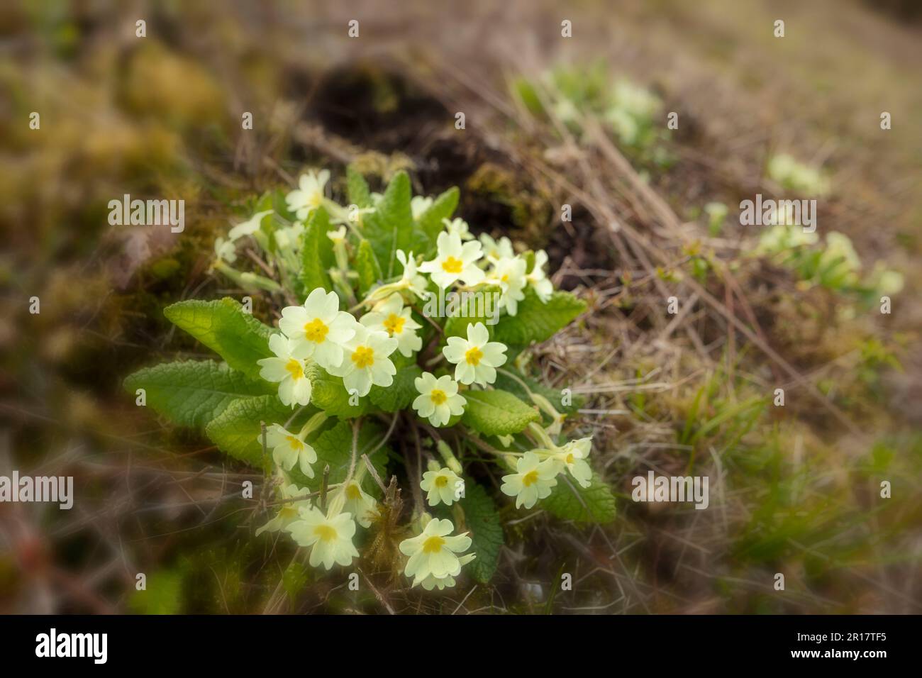 Natural close up flowering plant portrait of Primrose, Primula vulgaris on chalk downland in sprin Stock Photo