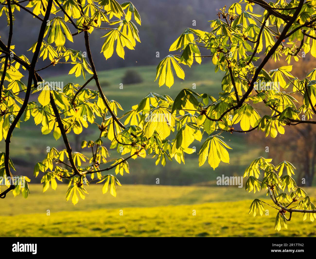 Chestnut leaves sun backlit hi-res stock photography and images - Alamy
