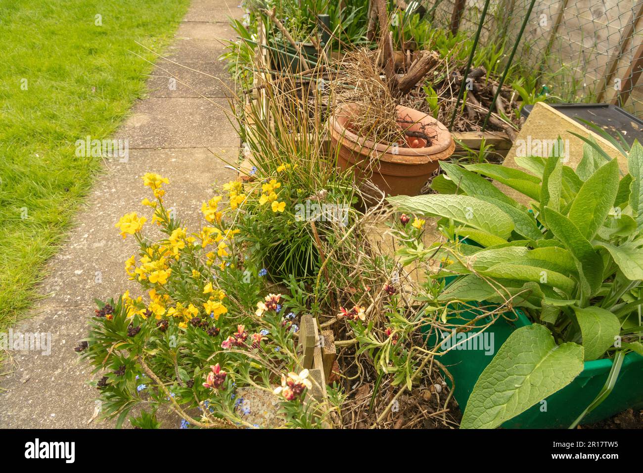 Raggedy Urban garden path, spring, with slightly unkempt border with a hint of yellow wallflowers in foreground, pots and a patch of grass on the left Stock Photo