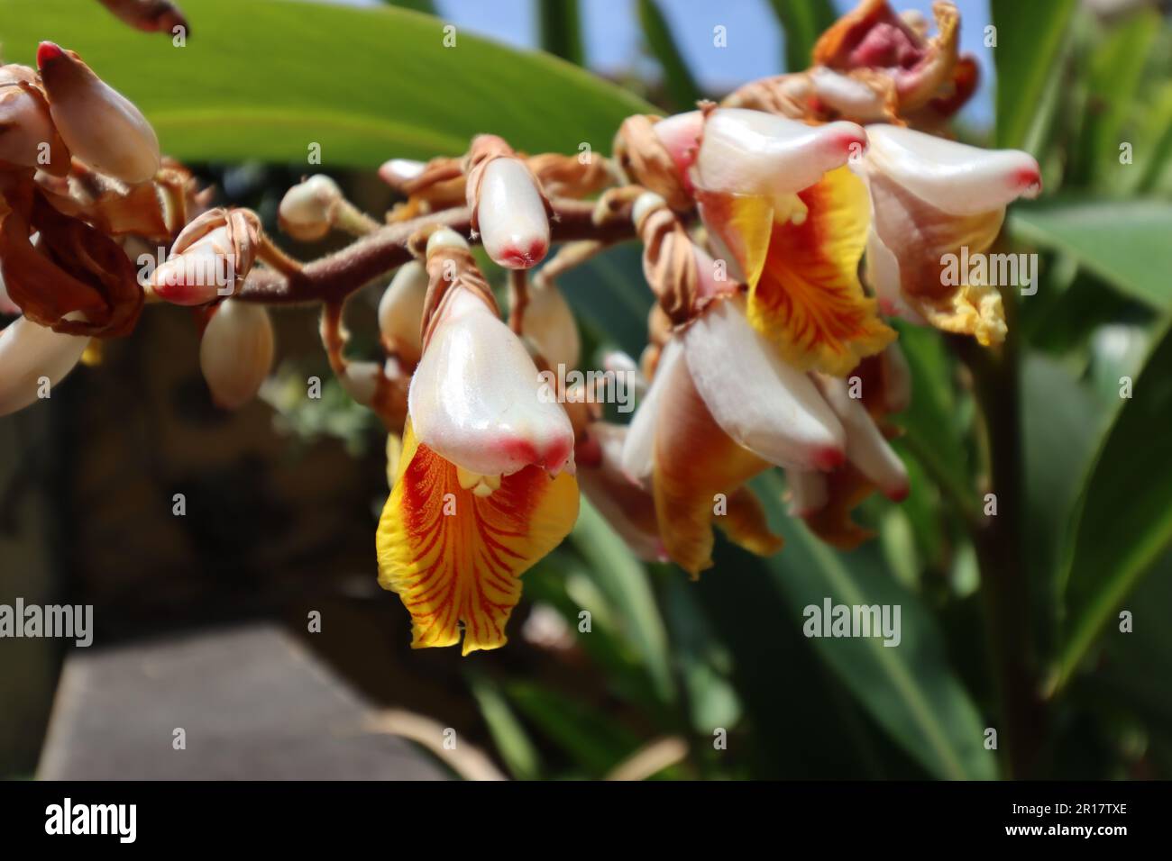 Flowers of shell ginger (Alpinia zerumbet) in close-up Stock Photo