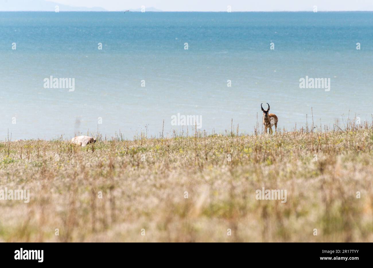 A lone antelope roaming the plains of Antelope Island near Salt Stock Photo