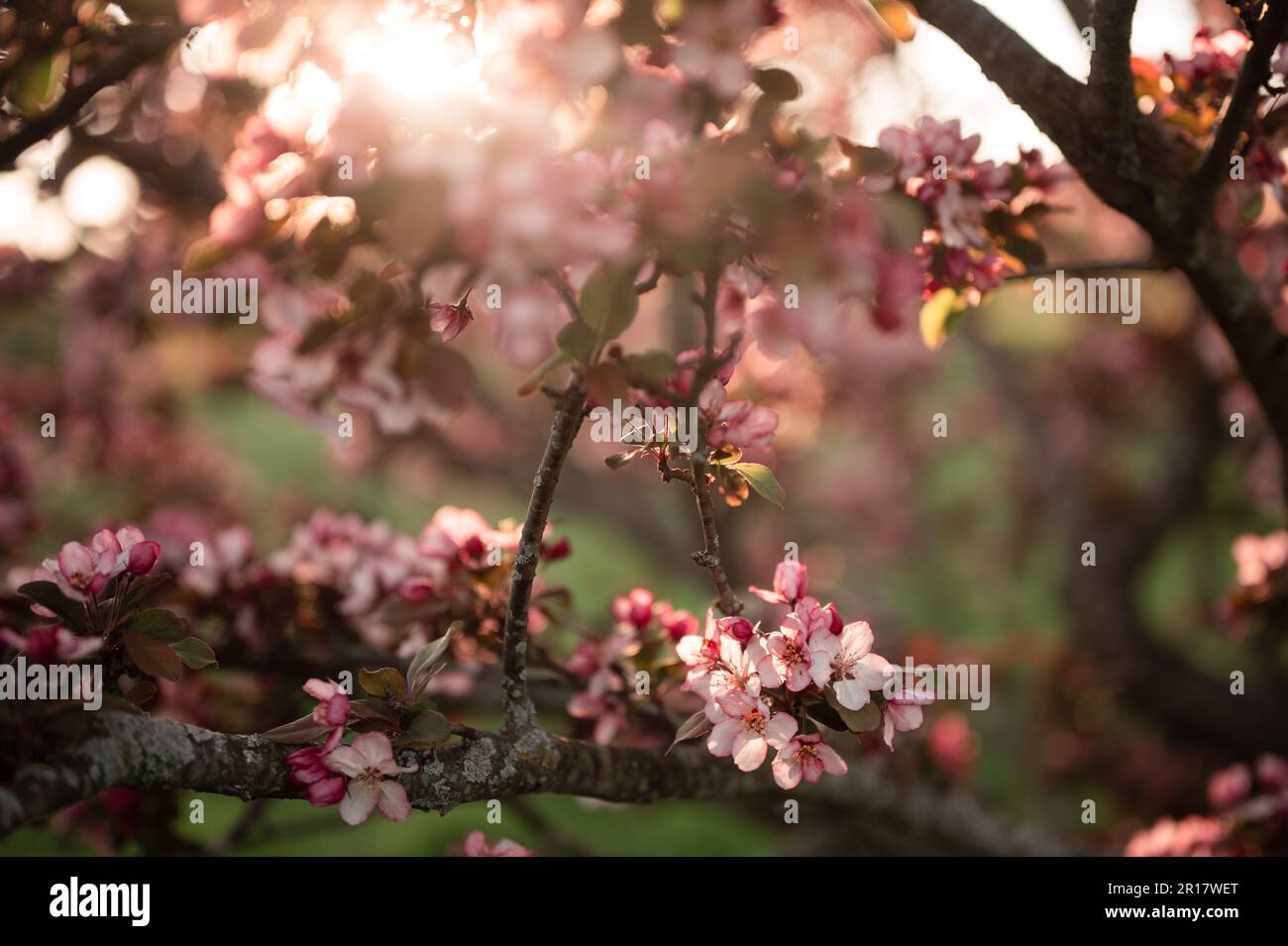 Beautiful Spring Flowering Pink Crab Apple Tree Blossoms & Buds in Sun Stock Photo