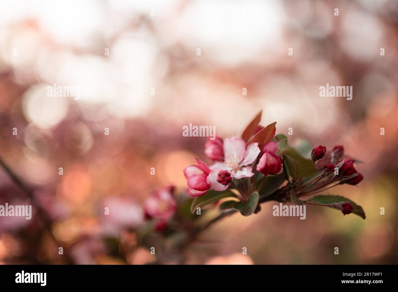 Spring Flowering Pink Crab Apple Tree Blossoms & Buds Isolated Stock Photo