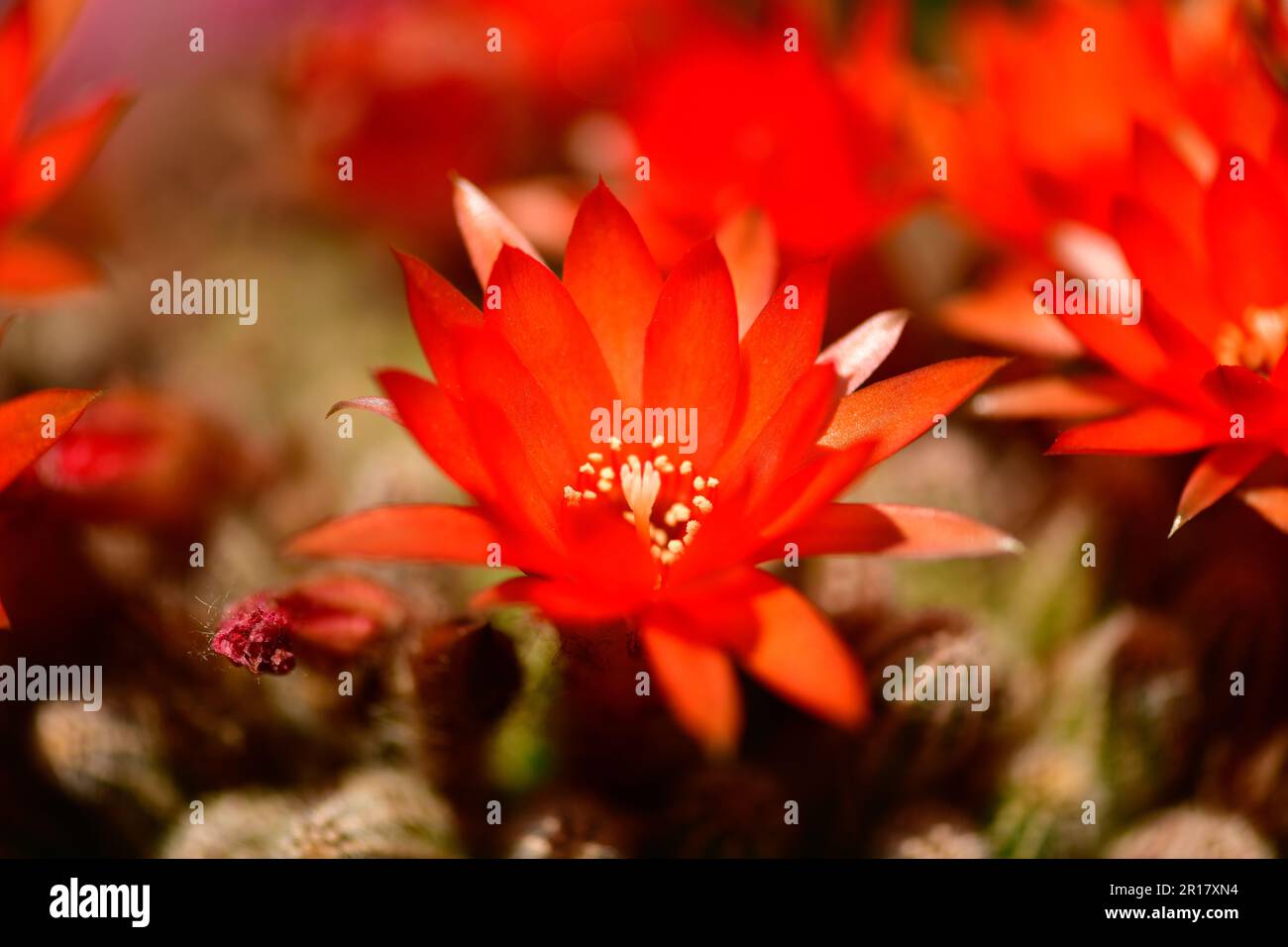 cactus syrup Single Prickly Pear Syrup main image 1