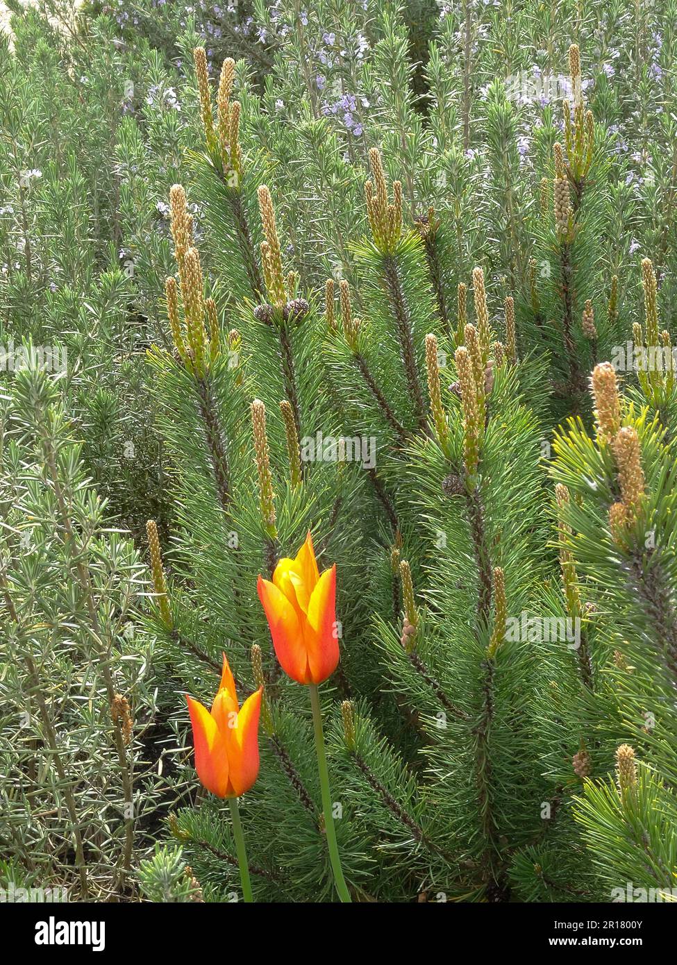Botanical Source Natural semi close up environmental plant portrait showing intimate ...