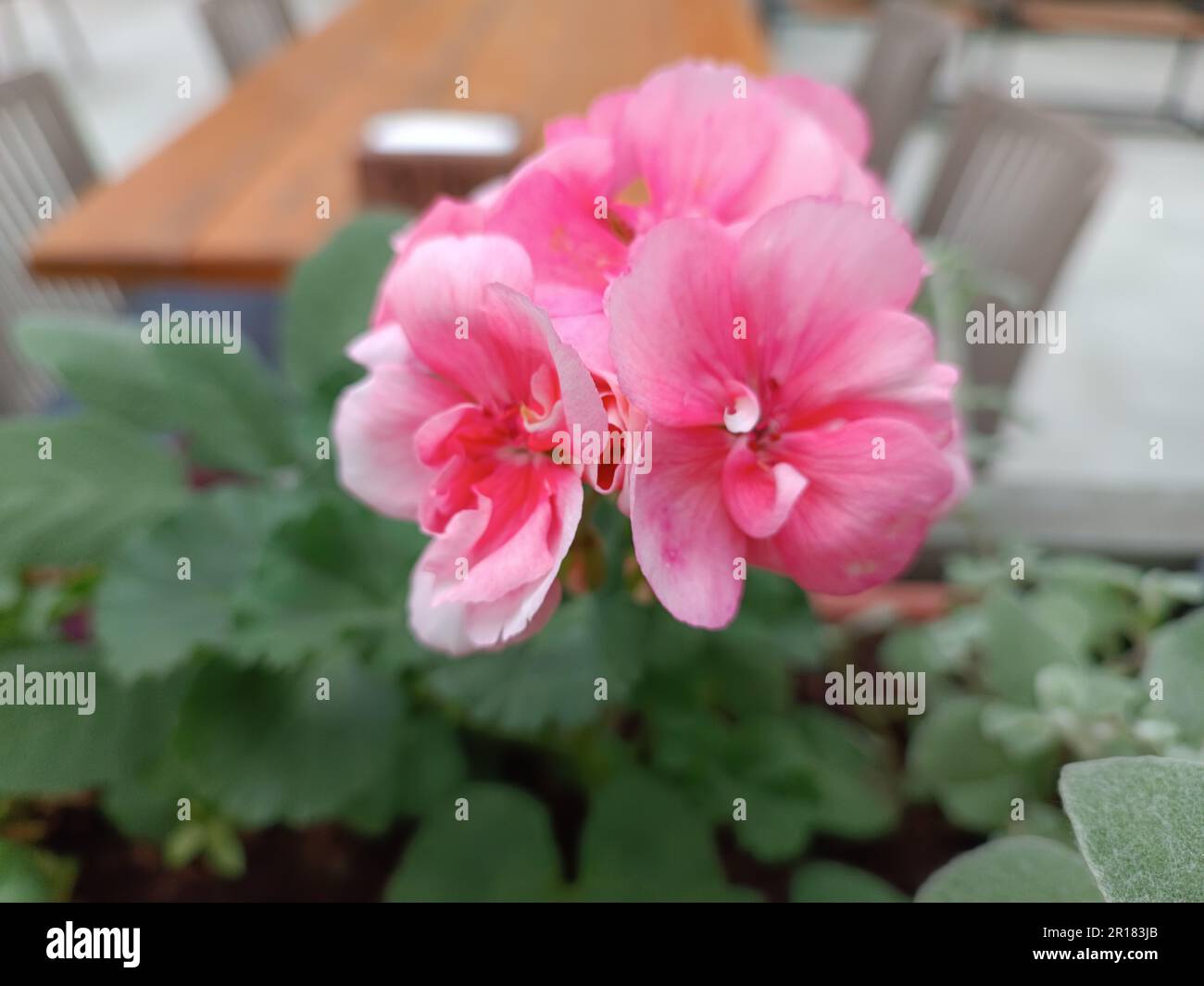 Pink potted flower. Pink flower background, selective focus. Stock Photo