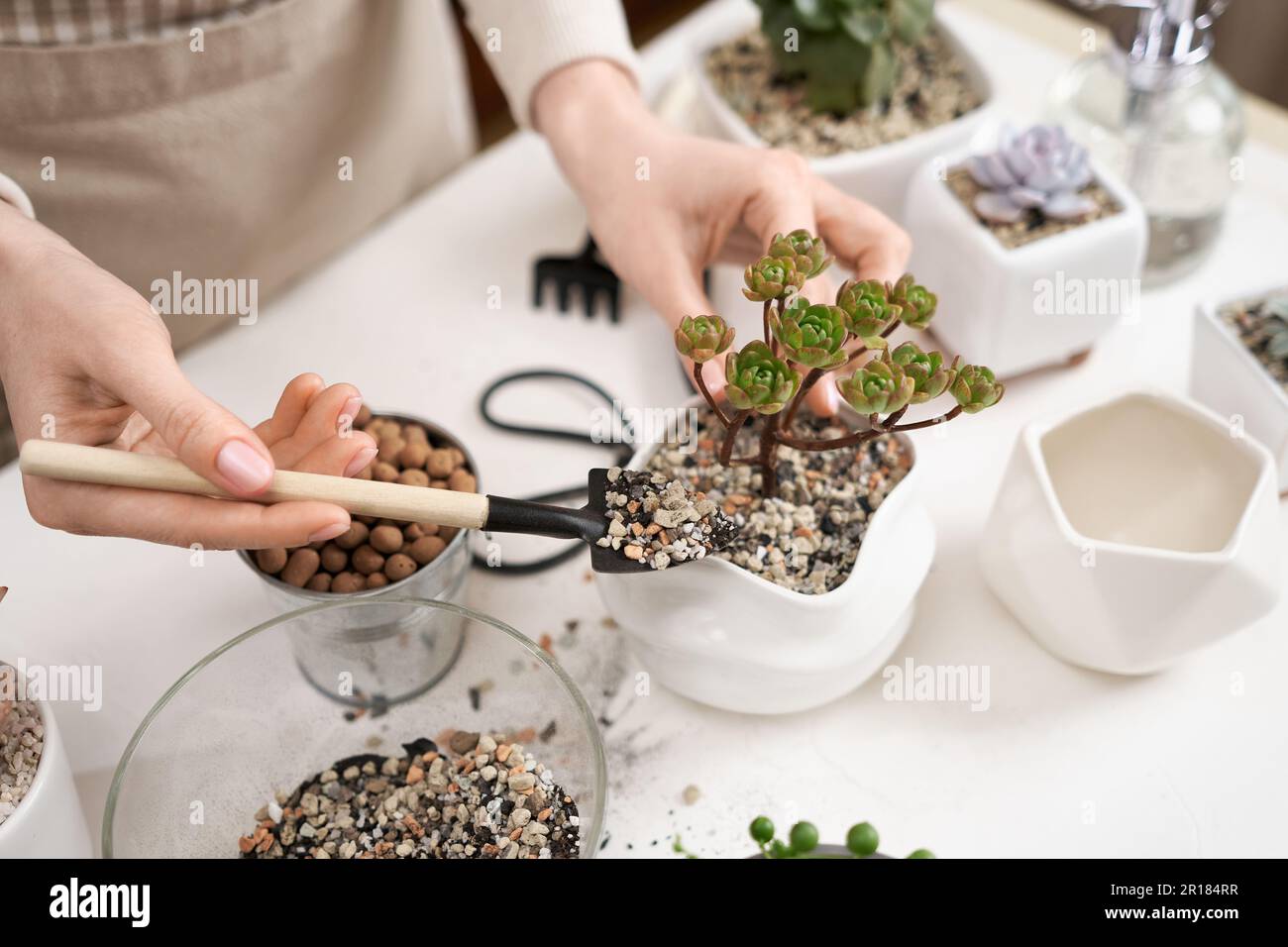 Woman adding soil into pot with Aeonium house while planting potting