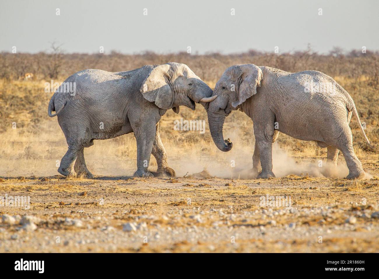 2 Elephant Bulls Fight In The Savana Two African Elephants Push Head