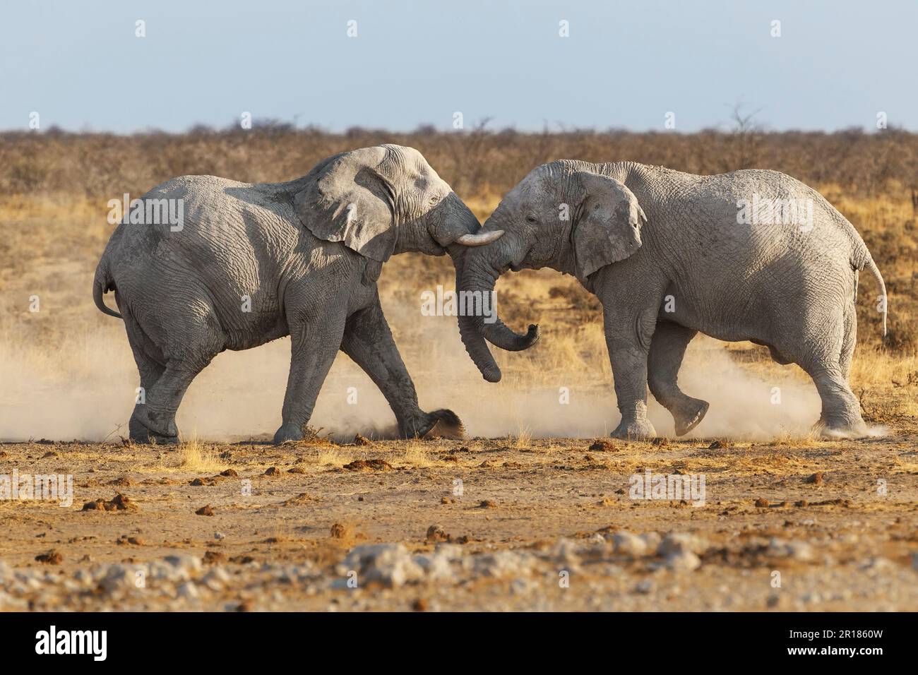 2 Elephant bulls fight in the savanna. Two animals push each other