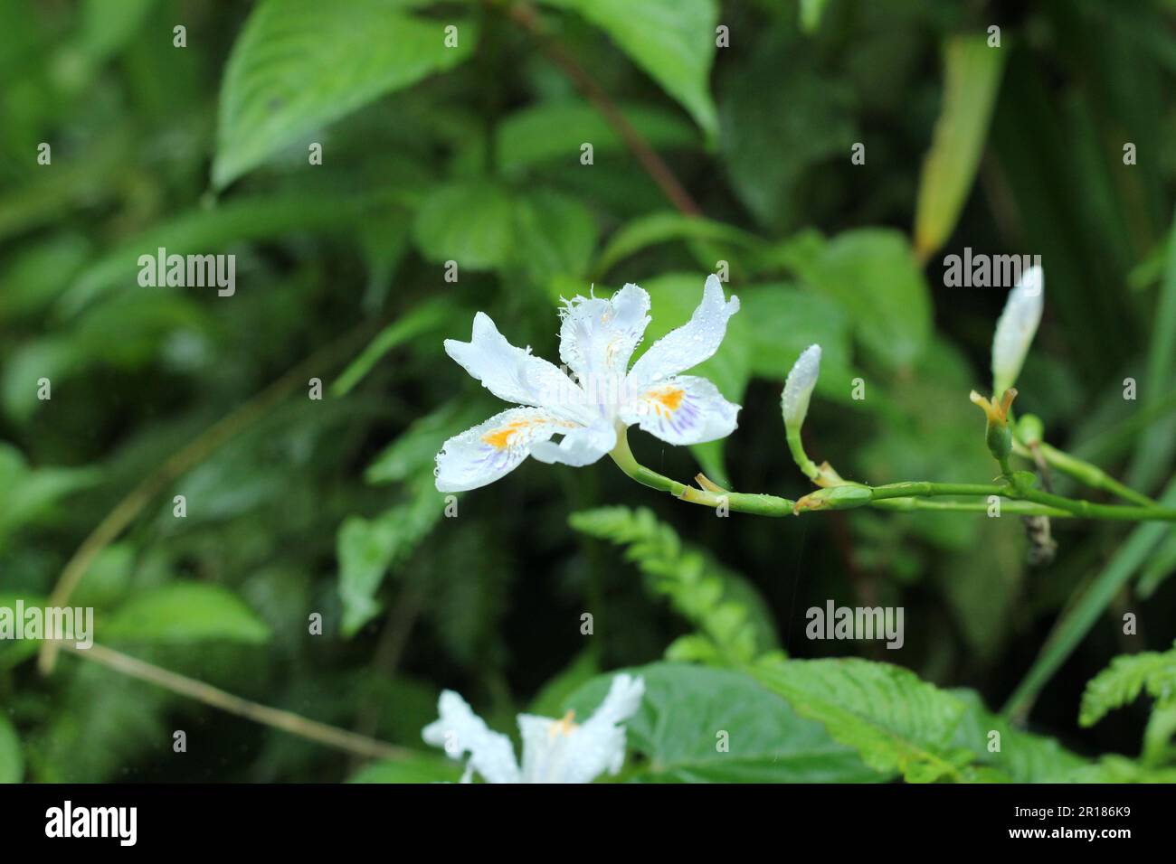 The flower Iris Formosana on Emeishan, Sichuan, China Stock Photo