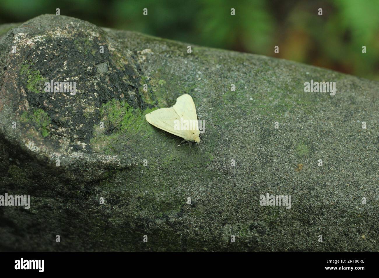 A light yellow moth resting on a tree branch on Emeishan, Sichuan, China Stock Photo