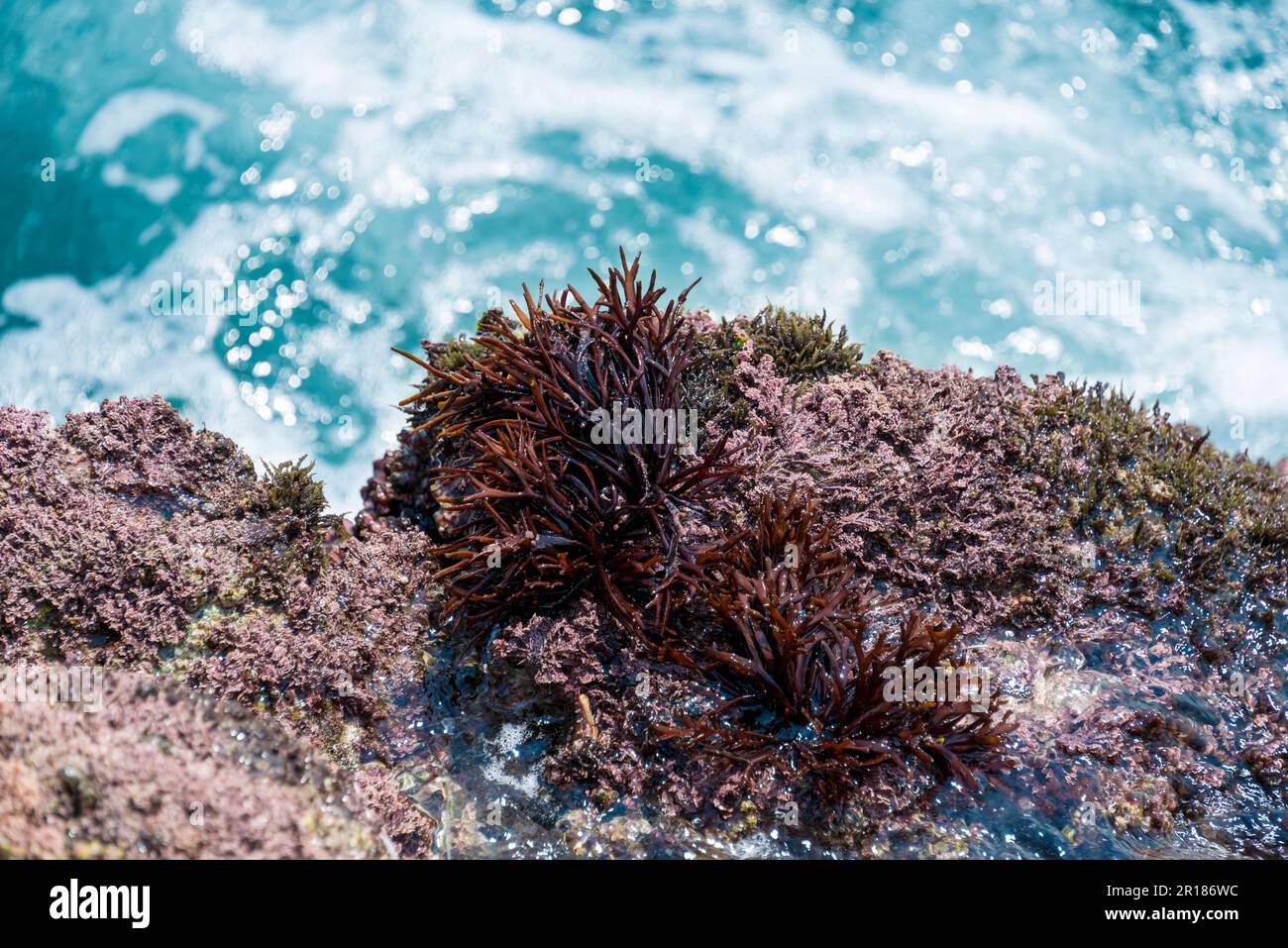 Chondrus elatus ( seaweed ) Stock Photo