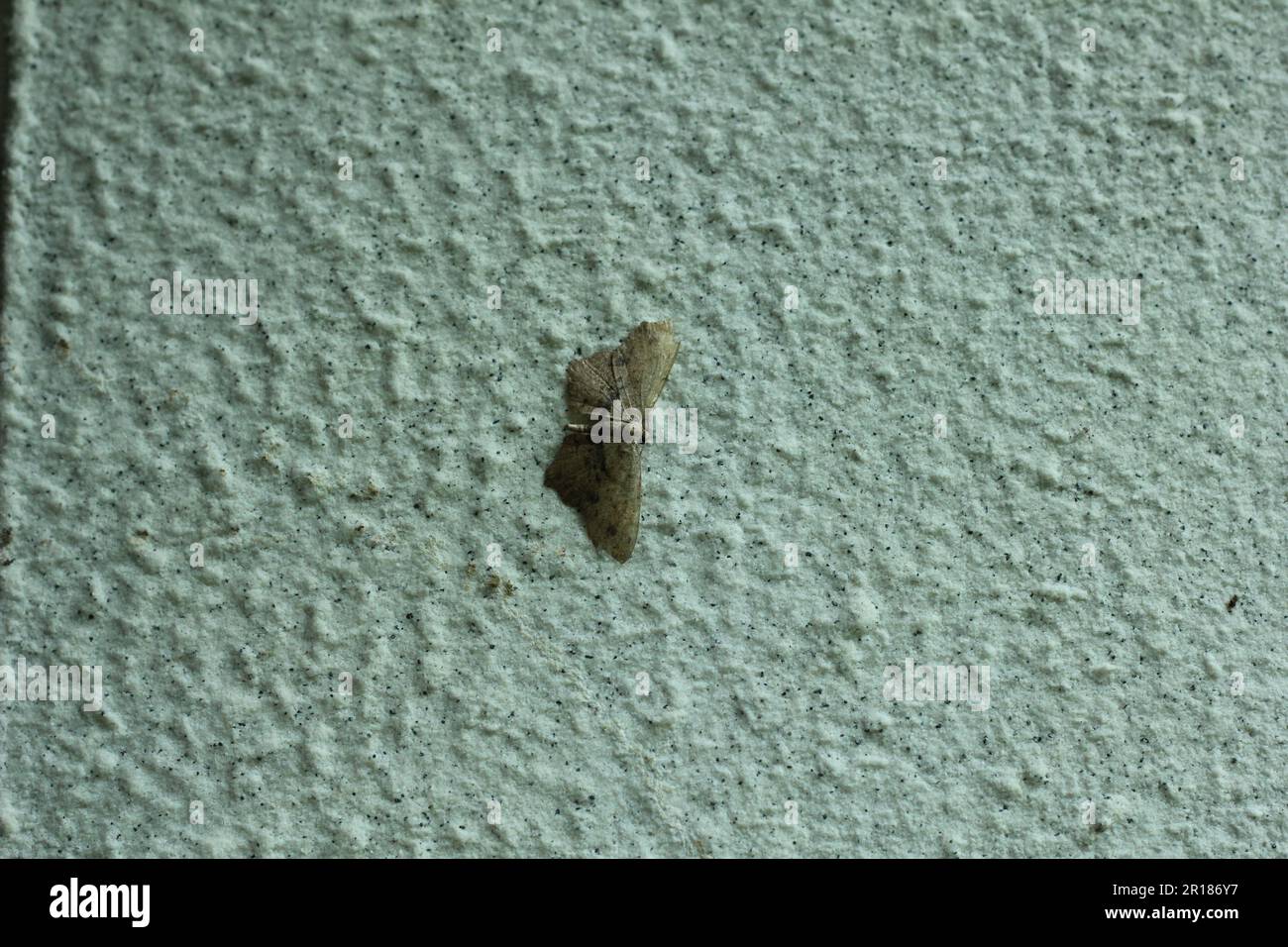 A small moth resting on a wall on Emeishan Stock Photo