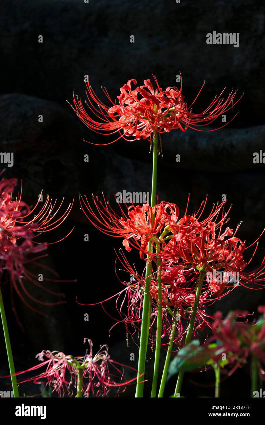 A prominent cluster of amaryllis Stock Photo