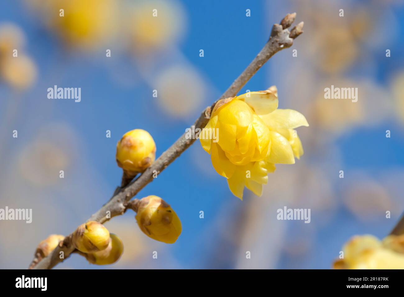 Chimonanthus praecox form. concolor (Open flowers and buds) Stock Photo
