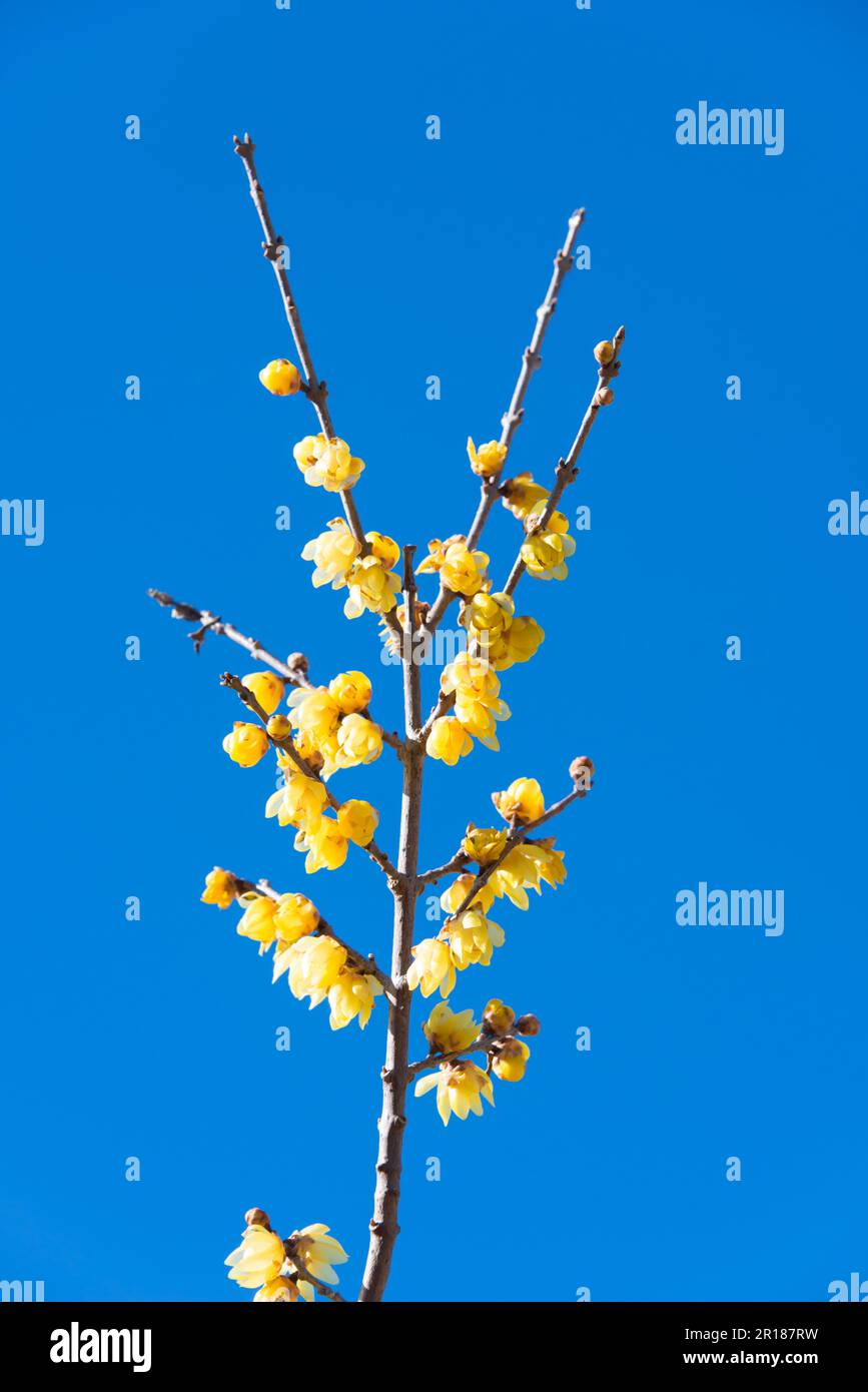 Winter sweet and?blue sky Stock Photo