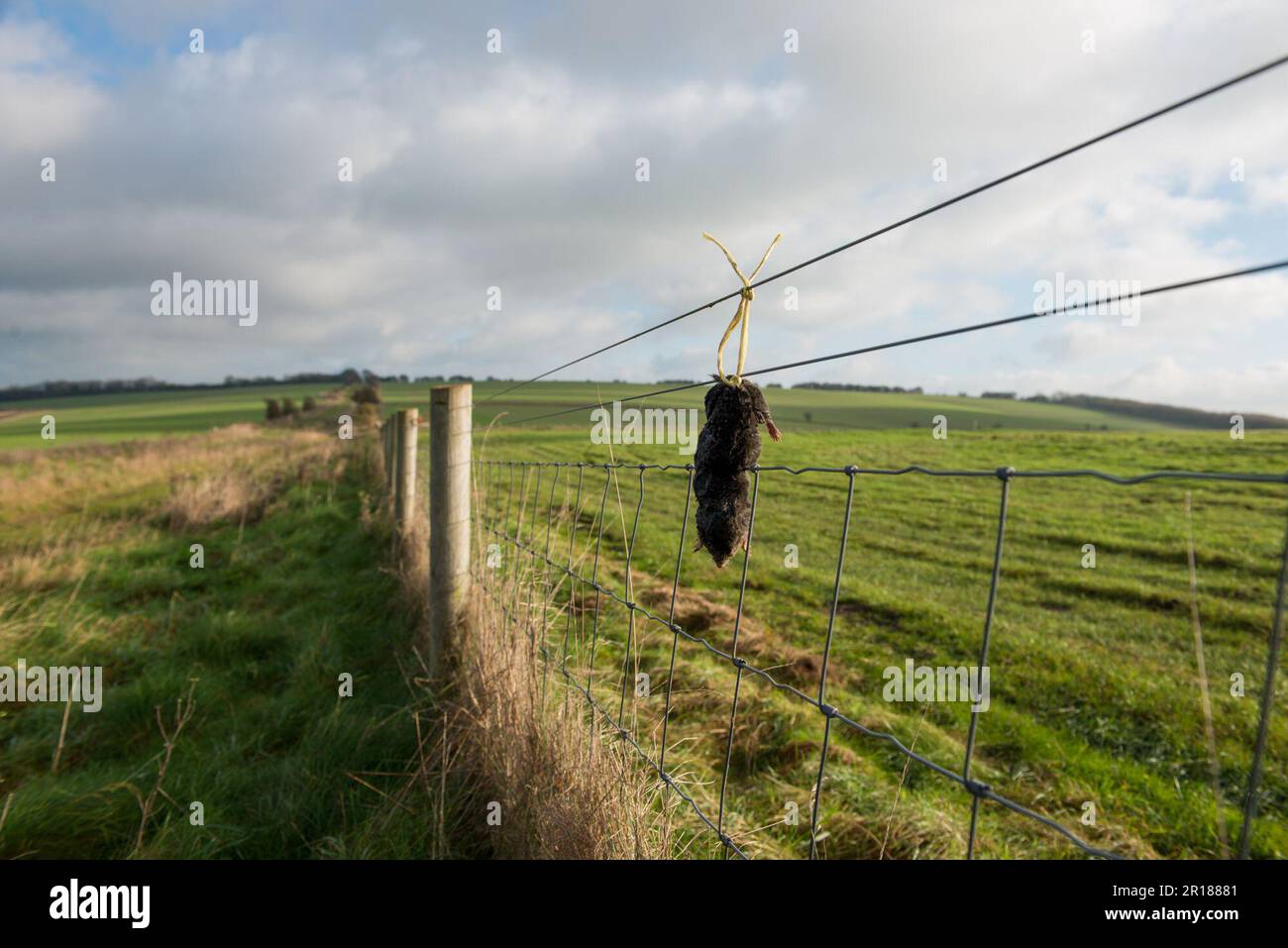 Dead mole hi-res stock photography and images - Alamy