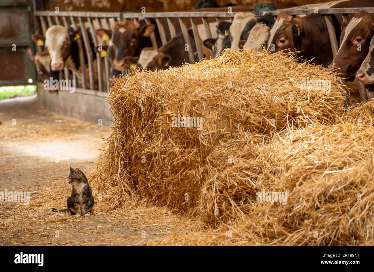 Farm cat on a farm, Derbyshire, UK Stock Photo