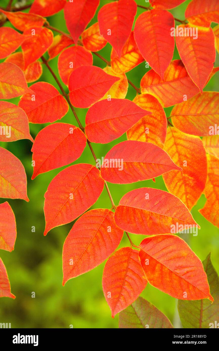 Autumncolored poison oak leaves Stock Photo Alamy