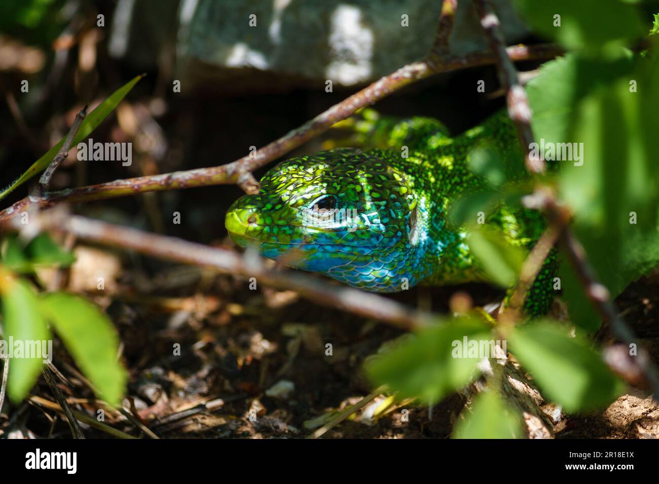 European green lizard Stock Photo - Alamy