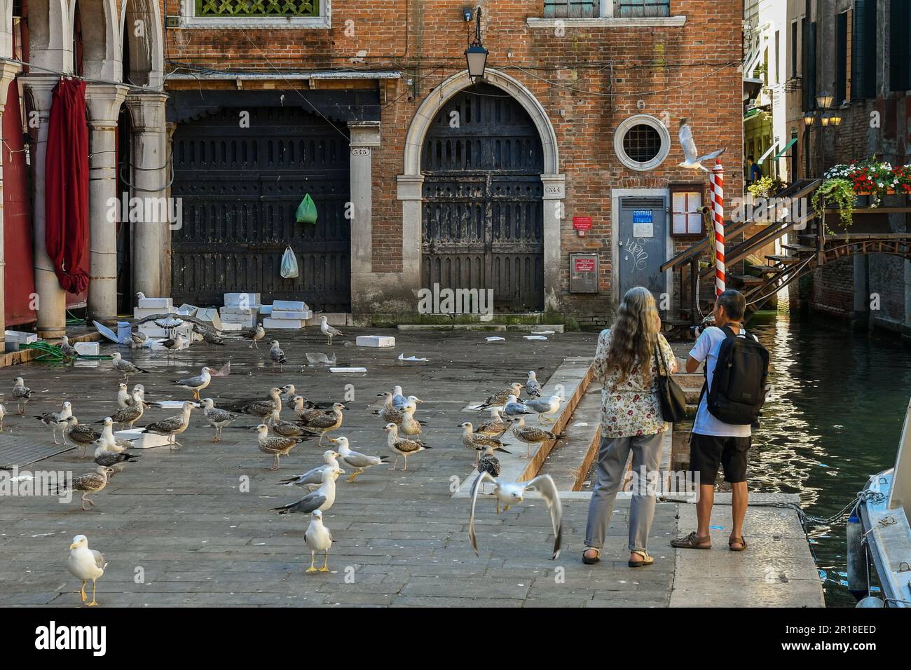 Flock of hungry seagulls looking for food at the Rialto Fish Market in summer, Venice, Veneto, Italy Stock Photo