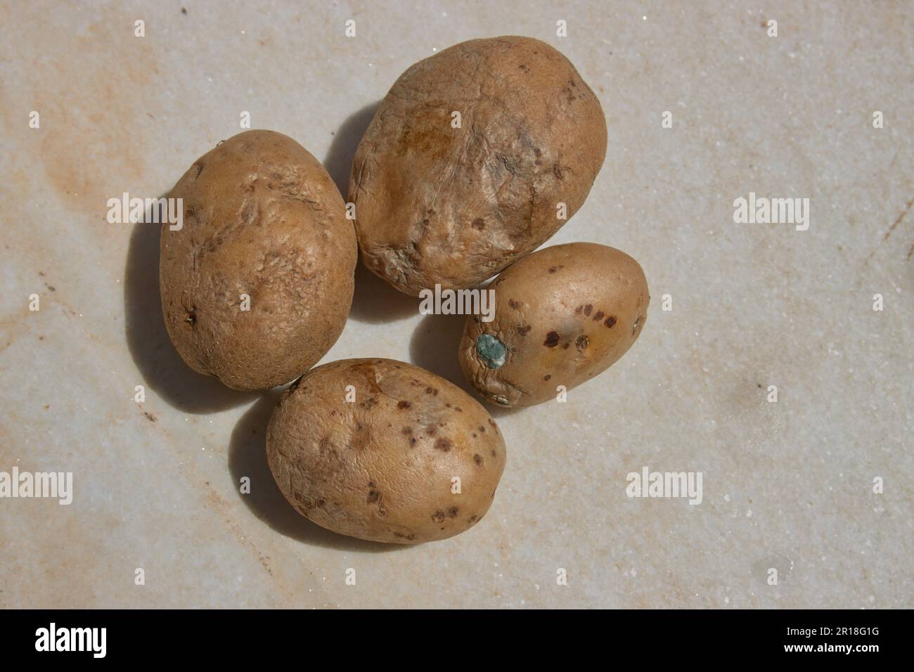 Close up of some potatoes that have gone bad and rotten and with unhealthy fungus. Potato without sprouts in the sun on old gray marble Stock Photo
